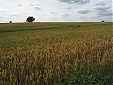Цена продовольственной пшеницы в Латвии выросла на 4,2% Цена продовольственной пшеницы в Латвии выросла на 4,2%