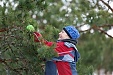 RMK собрал большой урожай еловых шишек RMK собрал большой урожай еловых шишек