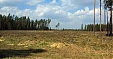 На границе Латвии пропала древесина на четверть миллиона На границе Латвии пропала древесина на четверть миллиона