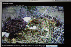 090417_eagle_webcam.jpg