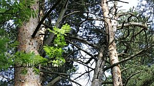 130527_narva_les.jpg