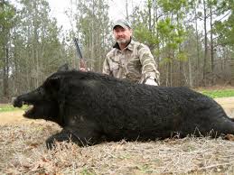 140721_boar_hunters.jpeg