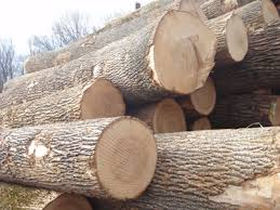 161010_timber.jpg