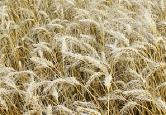 200309_wheat.jpg