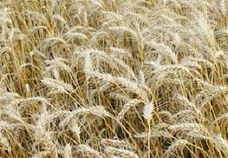 200309_wheat.jpg