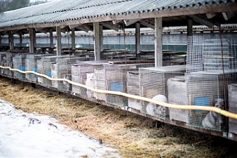 200915_fur_farm.jpg
