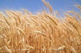 181105_grain_lt.jpg