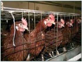 181105_poultry_est.jpg