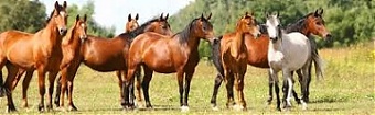 190111_horses.jpg