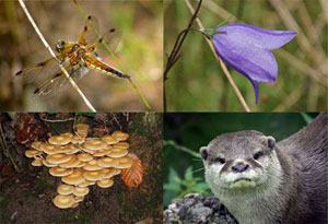 090213_biodiversity.jpg