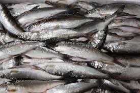 00fishys.jpeg