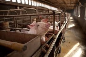 190129_pigs.jpg
