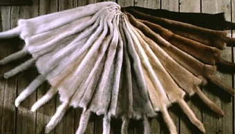 171120_norkov_meh.jpg