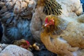 200123_hens.jpg