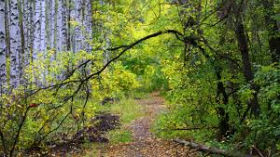 161011_estonian_forest.jpg