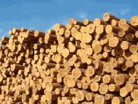 101021_krugl_timber.jpg