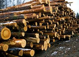 200813timber.jpeg
