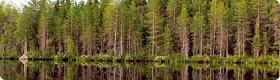 160726_latvian_forestry.jpg