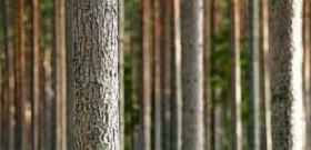 160907_forest_ikea.jpg