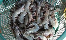 180803_shrimp.jpg