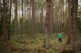 190408_pine.jpg