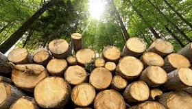190614_logging.jpg