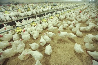 200713_hens.jpg