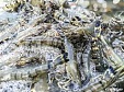 Mesako to build tiger prawn farm in Sigulda municipality for EUR 5 mln Mesako to build tiger prawn farm in Sigulda municipality for EUR 5 mln