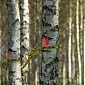 Turnover of Skogssallskapet forest manager down 4.7% in past FY Turnover of Skogssallskapet forest manager down 4.7% in past FY