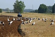 Agricultural production in Estonia grows on year also in Q3 Agricultural production in Estonia grows on year also in Q3