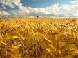 Lithuania’s grain exports soar 32% in August y-o-y Lithuania’s grain exports soar 32% in August y-o-y