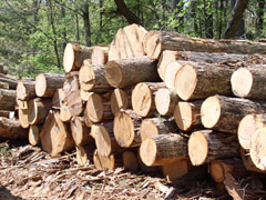 080827_timber.jpg