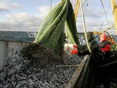 090811_fishexport.jpg