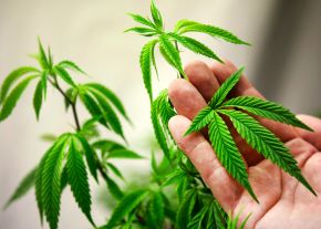 150325_marihuana.jpg