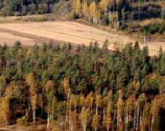 080731_mesaliitoo_latvia.jpg