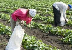 110913_krestjan_farmer.JPG