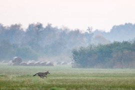 110913_volk_pole.jpg