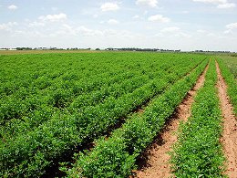 111013_sels_hoz_agri_zel.jpg