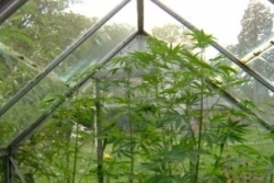 111026_marih_plant.jpg