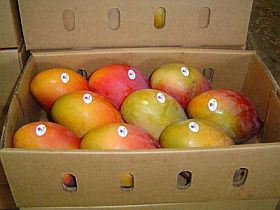 120806_mango_braz.jpg