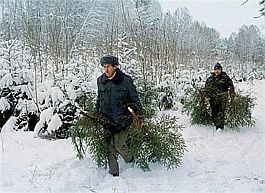121203_virubka_elki.jpg