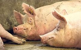 130109_food_def_indust_ee.jpg