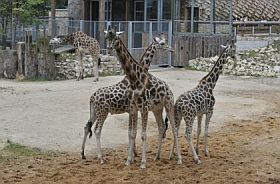 130504_zoopark_rig_zhirafi.jpg