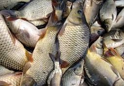140120_baltic_fish_export.jpg