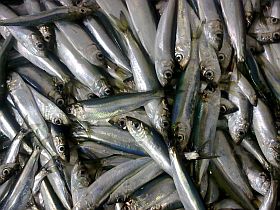 140402_salaka_kilka.jpg