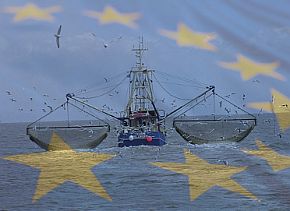 141009_emff_fish_riba.jpg