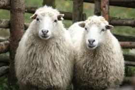 160811_lit_sheep.jpg
