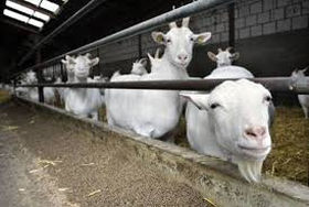 161123_milk_goats.jpg