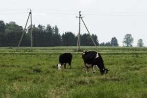 170913_selsk_hozjas_ee.jpg