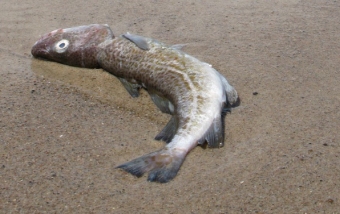 171116_riba_fish_brosen.jpg